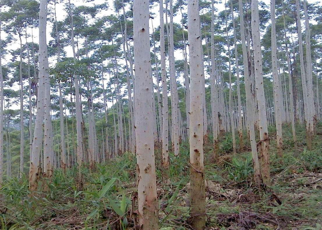 桉树种植技术_种植桉树技术要求_种植桉树技术和管理