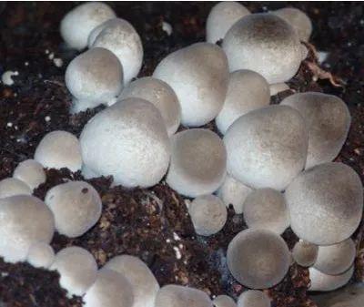 桉树种植技术_种植桉树技术方法_种植桉树技术和管理