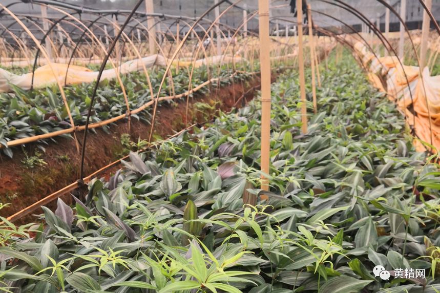 黄精的种植技术_黄精的种植技术_黄精的种植技术