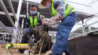 贵州省扶持的养殖项目_贵州养殖业什么最赚钱_贵州养殖致富项目