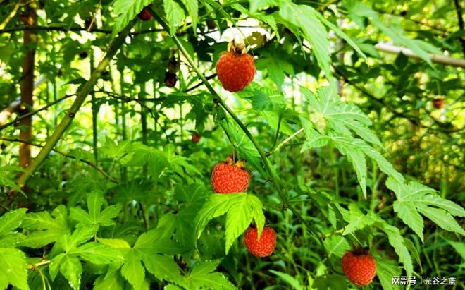 种植覆盆子经济效益前景怎么样_覆盆子种植技术视频_覆盆子种植成本与利润
