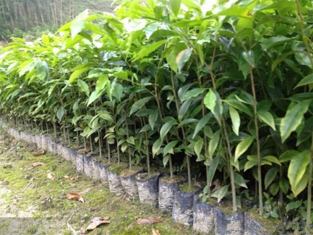 视频红豆种植技术教程_红豆种植技术视频_红豆种植过程视频
