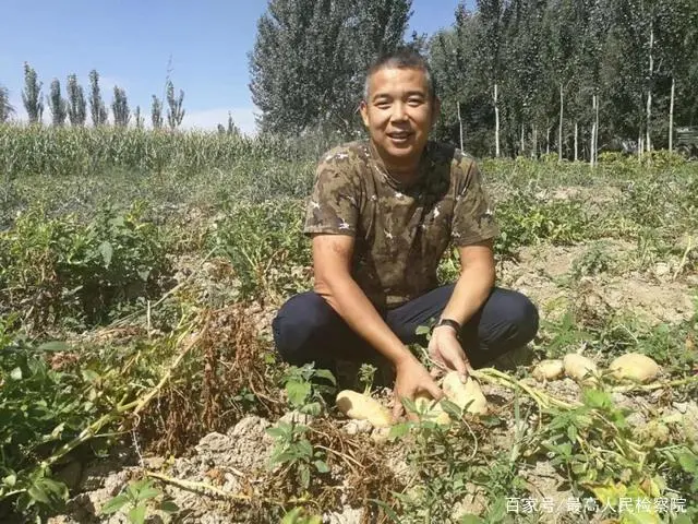 种植无花果挣钱吗_种植无花果的致富能人是谁_种植无花果好吗