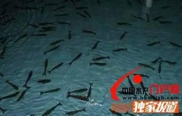 养南美白对虾虾苗_南美虾育苗技术_南美白对虾苗养殖技术