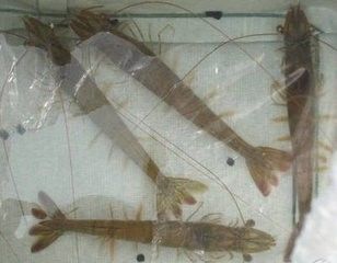 养南美白对虾虾苗_南美虾育苗技术_南美白对虾苗养殖技术