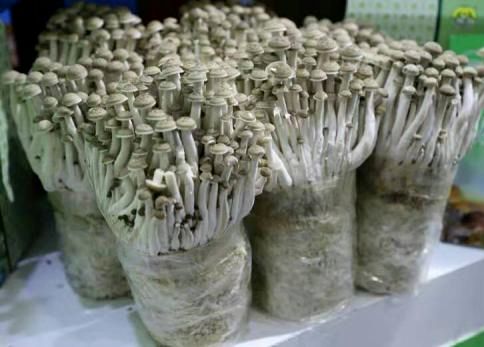 香菇种植的前景与利润_农村种植香菇致富带头人_农村香菇种植赚钱