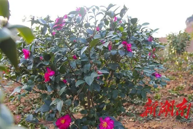 种植无花果挣钱吗_种植无花果的致富能人是谁_种植无花果好吗