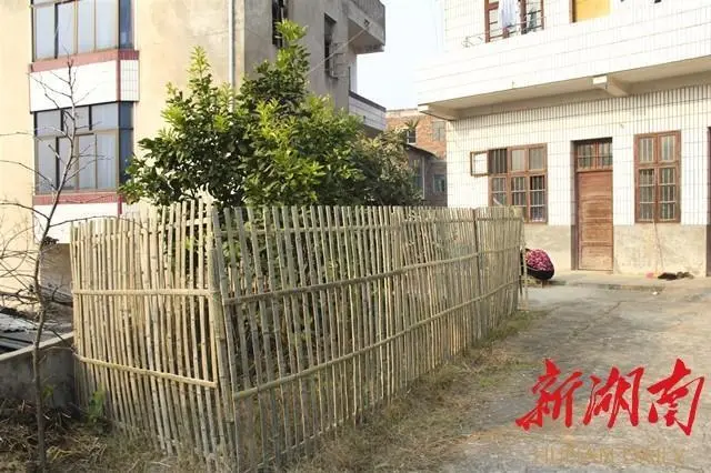 种植无花果好吗_种植无花果挣钱吗_种植无花果的致富能人是谁
