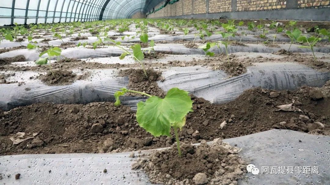 农村种植蔬菜致富方案_致富蔬菜增收种植项目_种植蔬菜增收致富快
