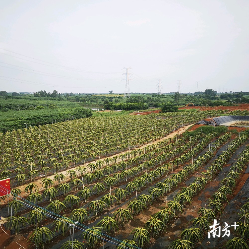 湛江那仙村：火龙果里的产业致富经