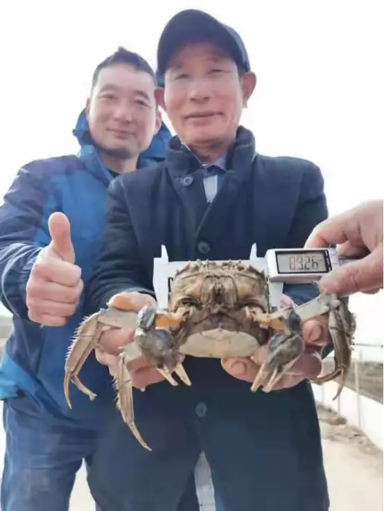 大规格河蟹高产养殖试验_大规格河蟹养殖技术_养殖规格技术大河蟹怎么写