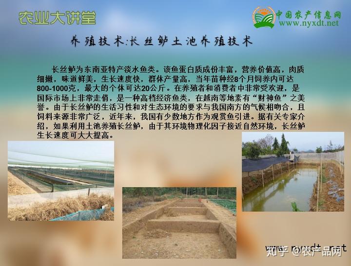 养殖技术：长丝鲈土池养殖技术