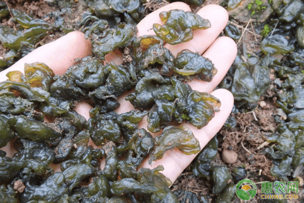 雷公菌种植致富_人工栽培雷公菌_雷公菌种植视频