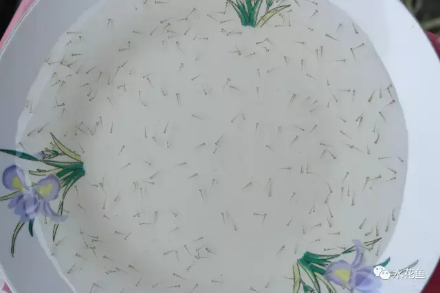视频养殖草鱼苗技术教程_视频养殖草鱼苗技术大全_草鱼苗养殖技术视频
