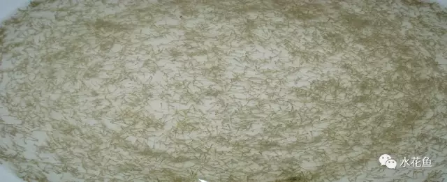 视频养殖草鱼苗技术大全_视频养殖草鱼苗技术教程_草鱼苗养殖技术视频