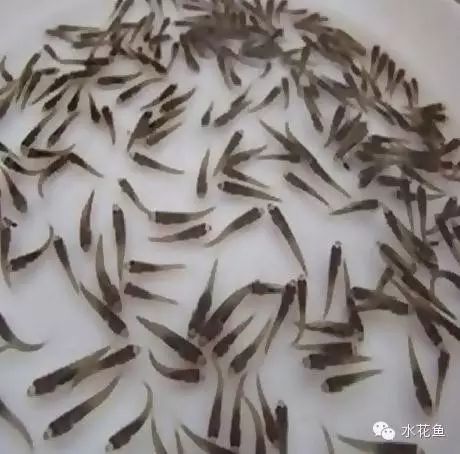 草鱼苗养殖技术视频_视频养殖草鱼苗技术大全_视频养殖草鱼苗技术教程