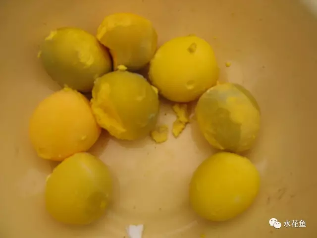 草鱼苗养殖技术视频_视频养殖草鱼苗技术教程_视频养殖草鱼苗技术大全