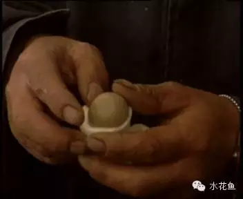 草鱼苗养殖技术视频_视频养殖草鱼苗技术教程_视频养殖草鱼苗技术大全