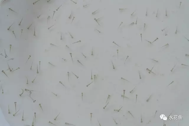 视频养殖草鱼苗技术教程_草鱼苗养殖技术视频_视频养殖草鱼苗技术大全