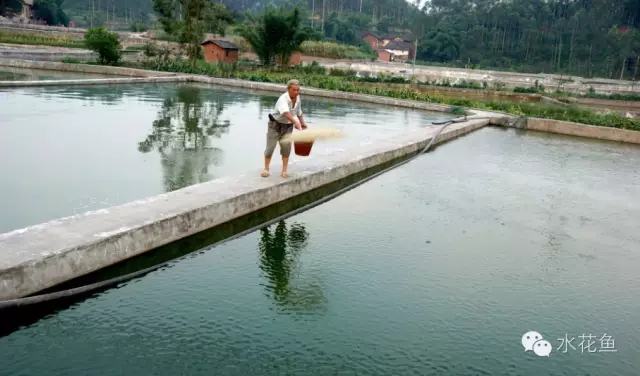 草鱼苗养殖技术视频_视频养殖草鱼苗技术教程_视频养殖草鱼苗技术大全