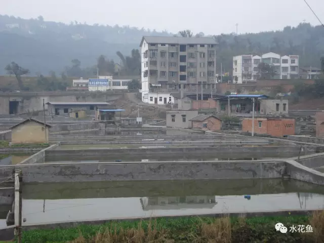 视频养殖草鱼苗技术大全_草鱼苗养殖技术视频_视频养殖草鱼苗技术教程