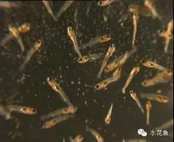 视频养殖草鱼苗技术大全_草鱼苗养殖技术视频_视频养殖草鱼苗技术教程