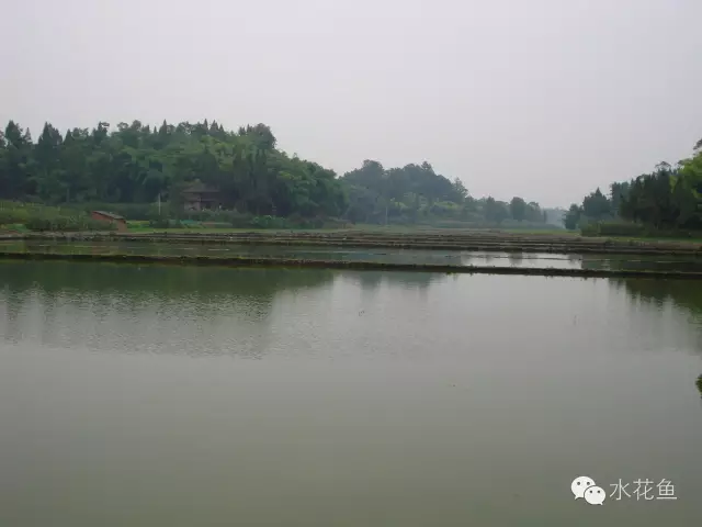 视频养殖草鱼苗技术教程_视频养殖草鱼苗技术大全_草鱼苗养殖技术视频