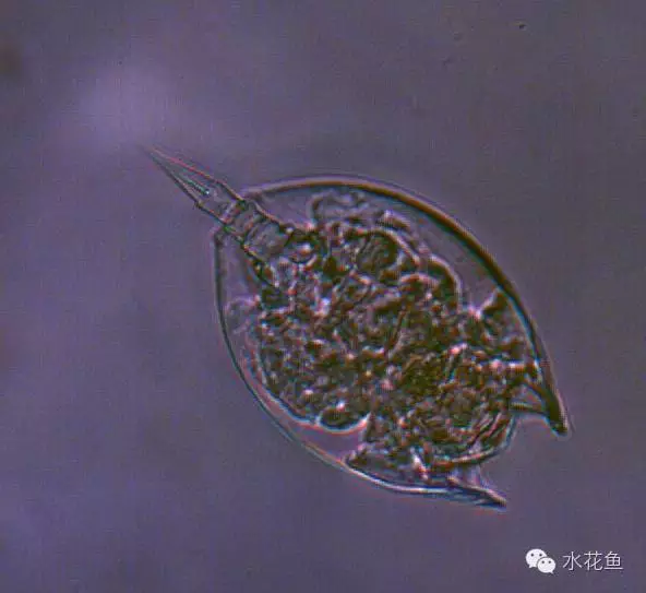 视频养殖草鱼苗技术教程_草鱼苗养殖技术视频_视频养殖草鱼苗技术大全