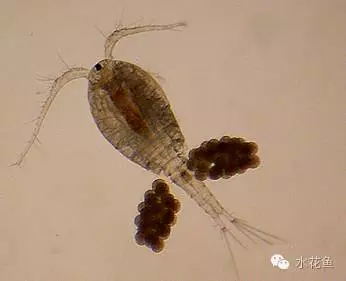 视频养殖草鱼苗技术大全_视频养殖草鱼苗技术教程_草鱼苗养殖技术视频