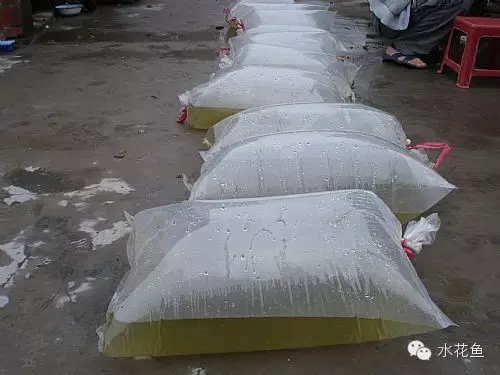 草鱼苗养殖技术视频_视频养殖草鱼苗技术大全_视频养殖草鱼苗技术教程