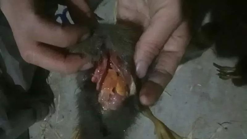 河南养殖户_河南禽类养殖_河南家禽养殖技术员