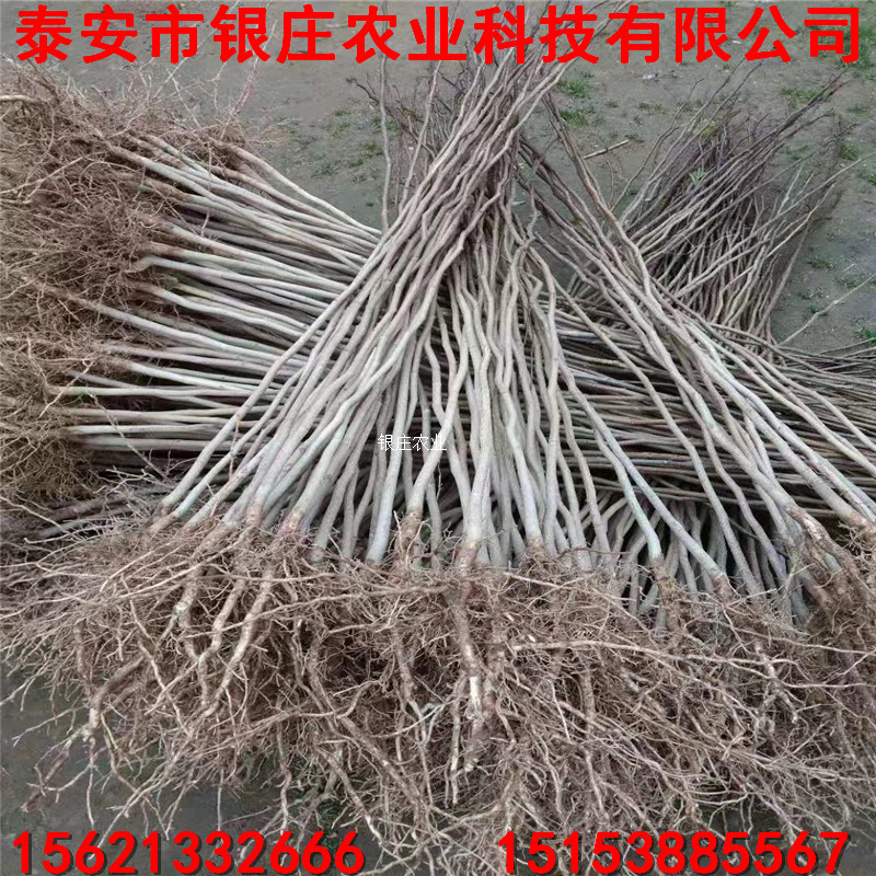 自产自销杜仲苗 杜仲苗种植技术
