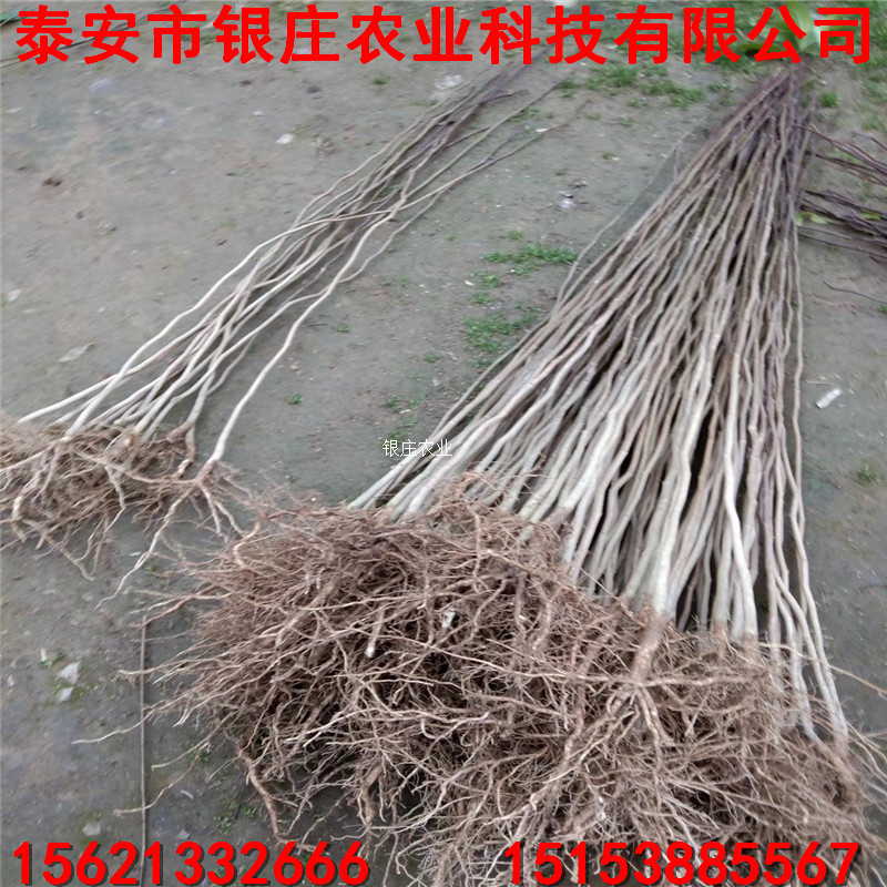 自产自销杜仲苗 杜仲苗种植技术