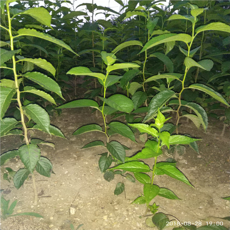 自产自销杜仲苗 杜仲苗种植技术