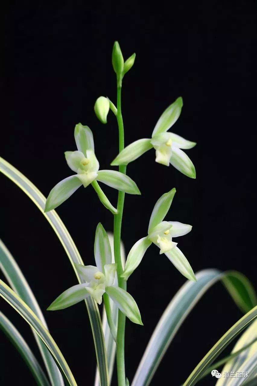 自然兰花养殖技术_兰花养殖教程视频_兰花养殖自然技术有哪些