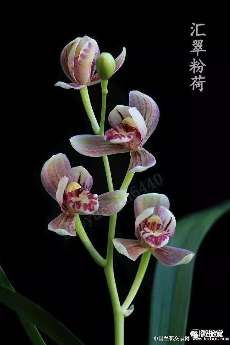 兰花养殖自然技术有哪些_自然兰花养殖技术_兰花养殖教程视频