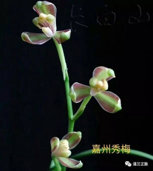 自然兰花养殖技术_兰花养殖教程视频_兰花养殖自然技术有哪些