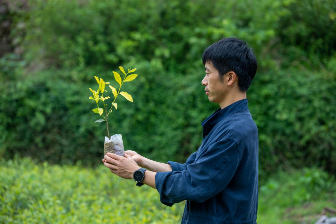 衢州蔬菜种植基地_衢州大山种植致富_衢州大山茶叶老板