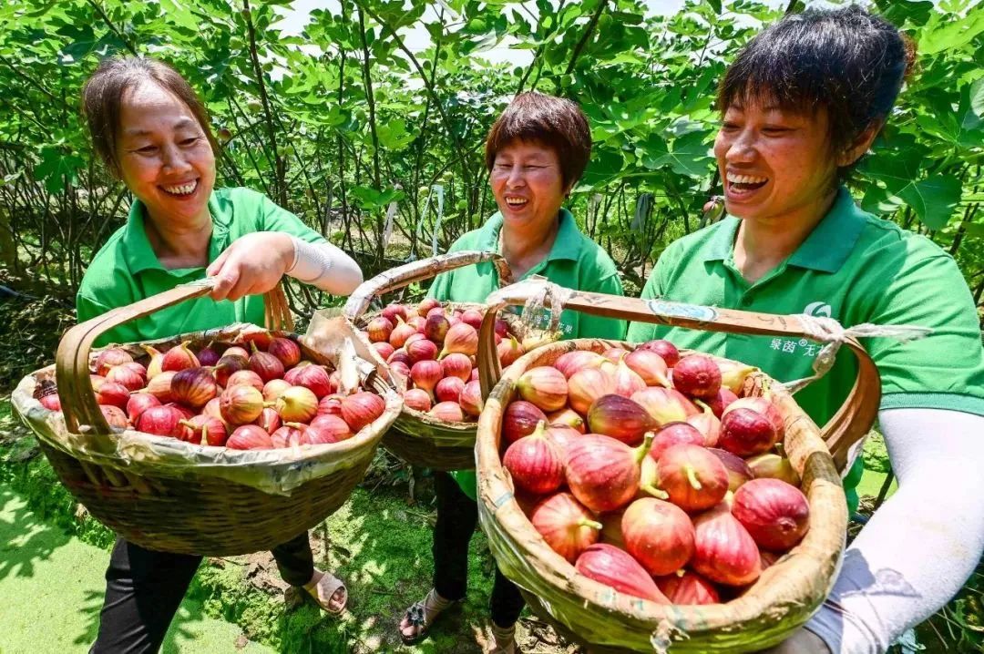 衢州大山种植致富_衢州蔬菜种植基地_衢州大山茶叶老板