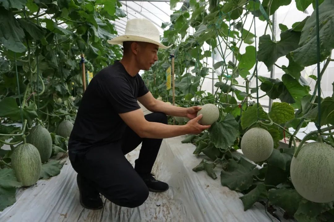 衢州大山种植致富_衢州蔬菜种植基地_衢州大山茶叶老板