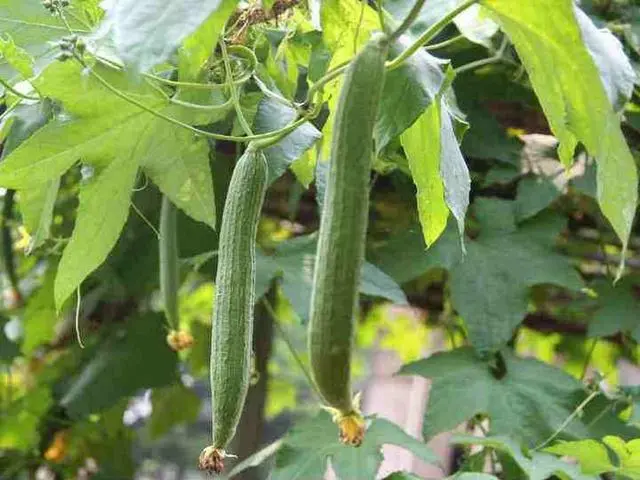 种植水瓜致富_水瓜种植视频_致富种植水瓜视频