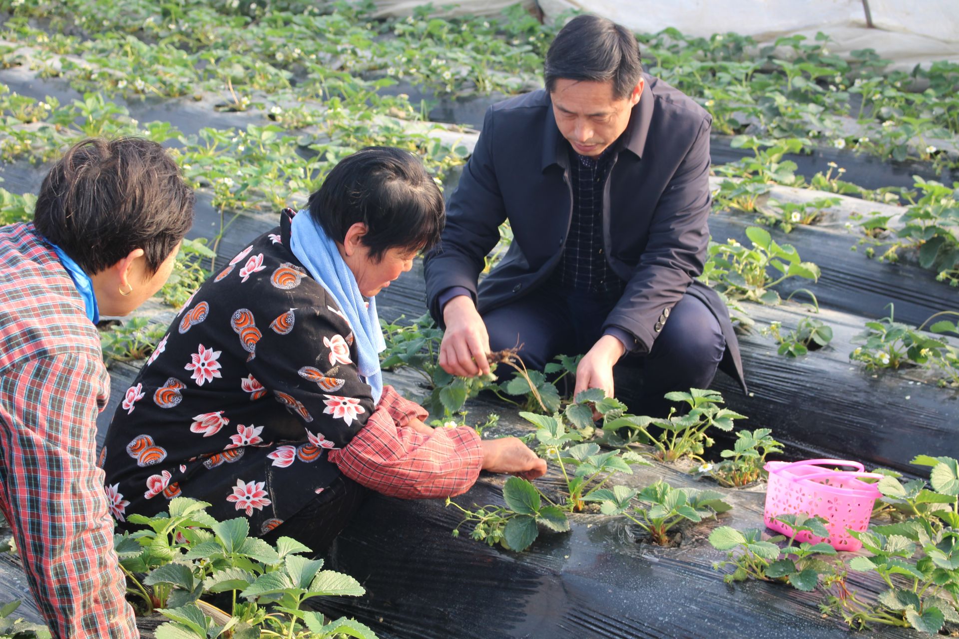 蚌埠：“全国劳模”张国前的草莓种植经