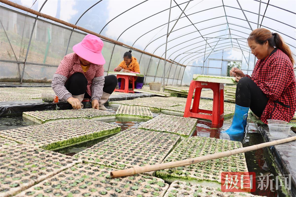 工人在育苗基地定苗补苗.jpg
