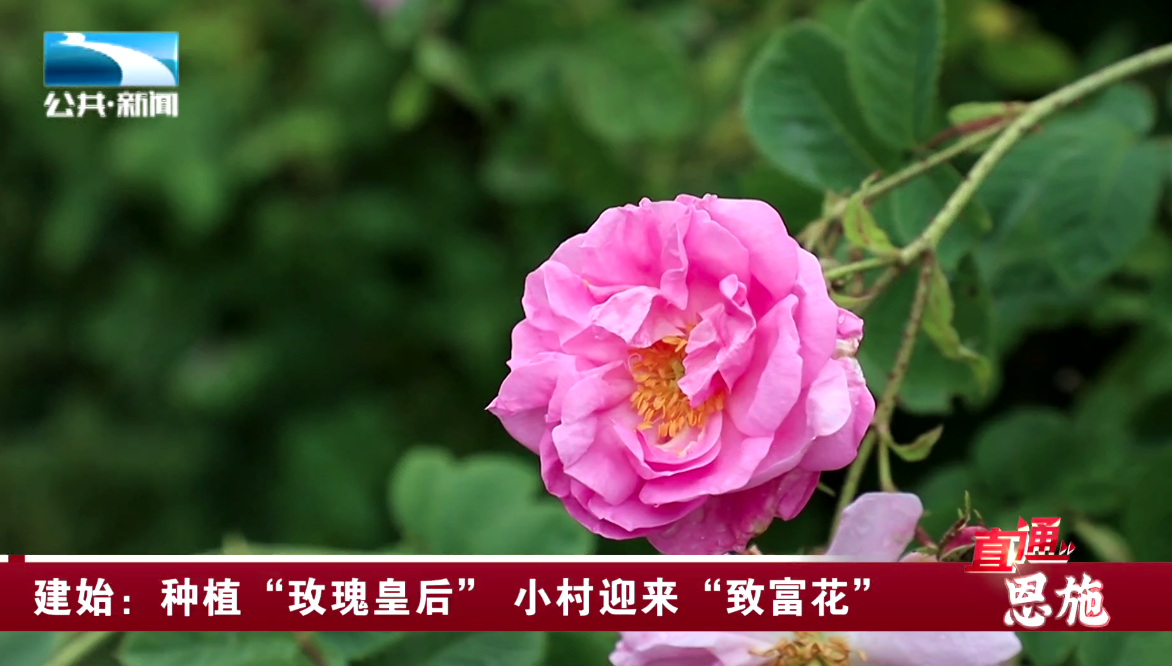 湖北恩施适合种植什么_恩施主要种植什么作物_恩施致富种植
