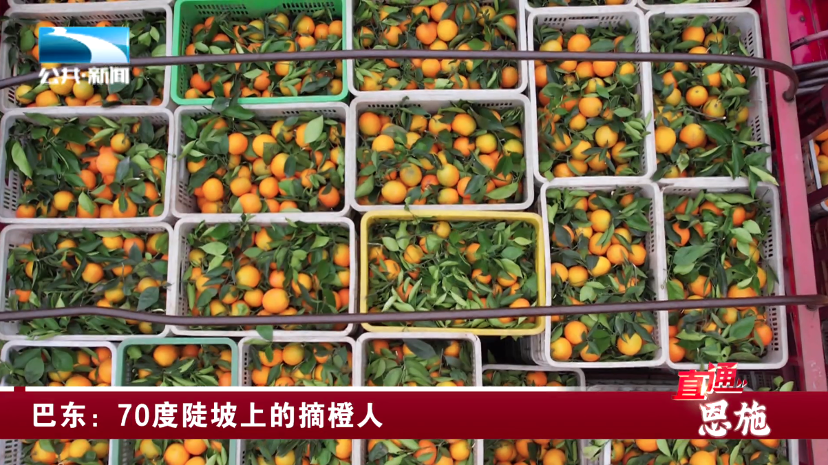 恩施致富种植_恩施主要种植什么作物_湖北恩施适合种植什么