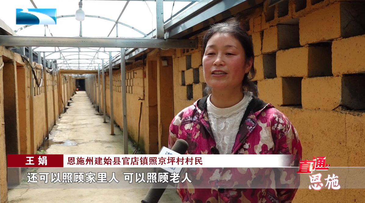 湖北恩施适合种植什么_恩施主要种植什么作物_恩施致富种植