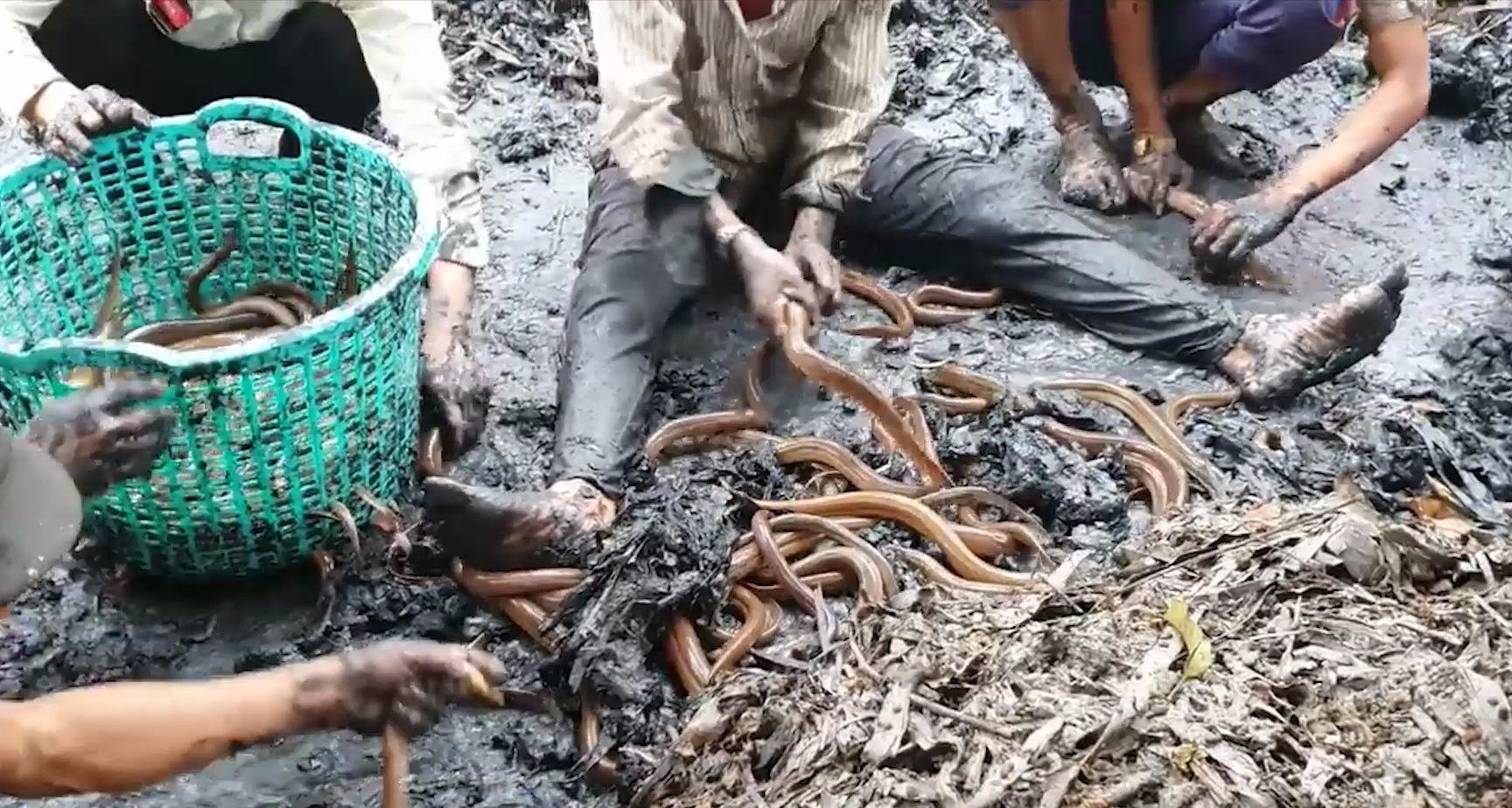 越南养殖业有什么产品_越南养殖业_越南养殖致富项目