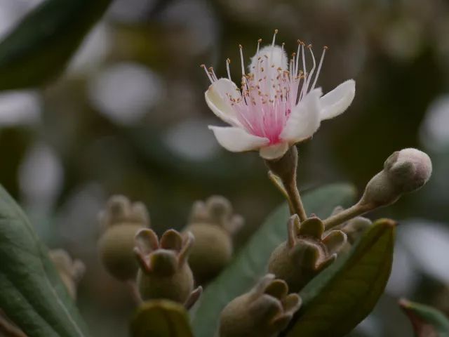 石榴水仙种植技术视频_水石榴盆景_水仙番石榴种植技术