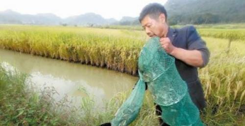 饲料泥鳅怎么养_泥鳅养殖技术及饲料配方_养泥鳅饲料配方添加剂