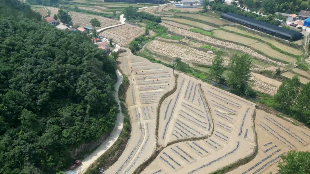 村民种植瓜蒌致富_致富村民种植瓜蒌视频_致富经瓜蒌种瓜蒌的视频